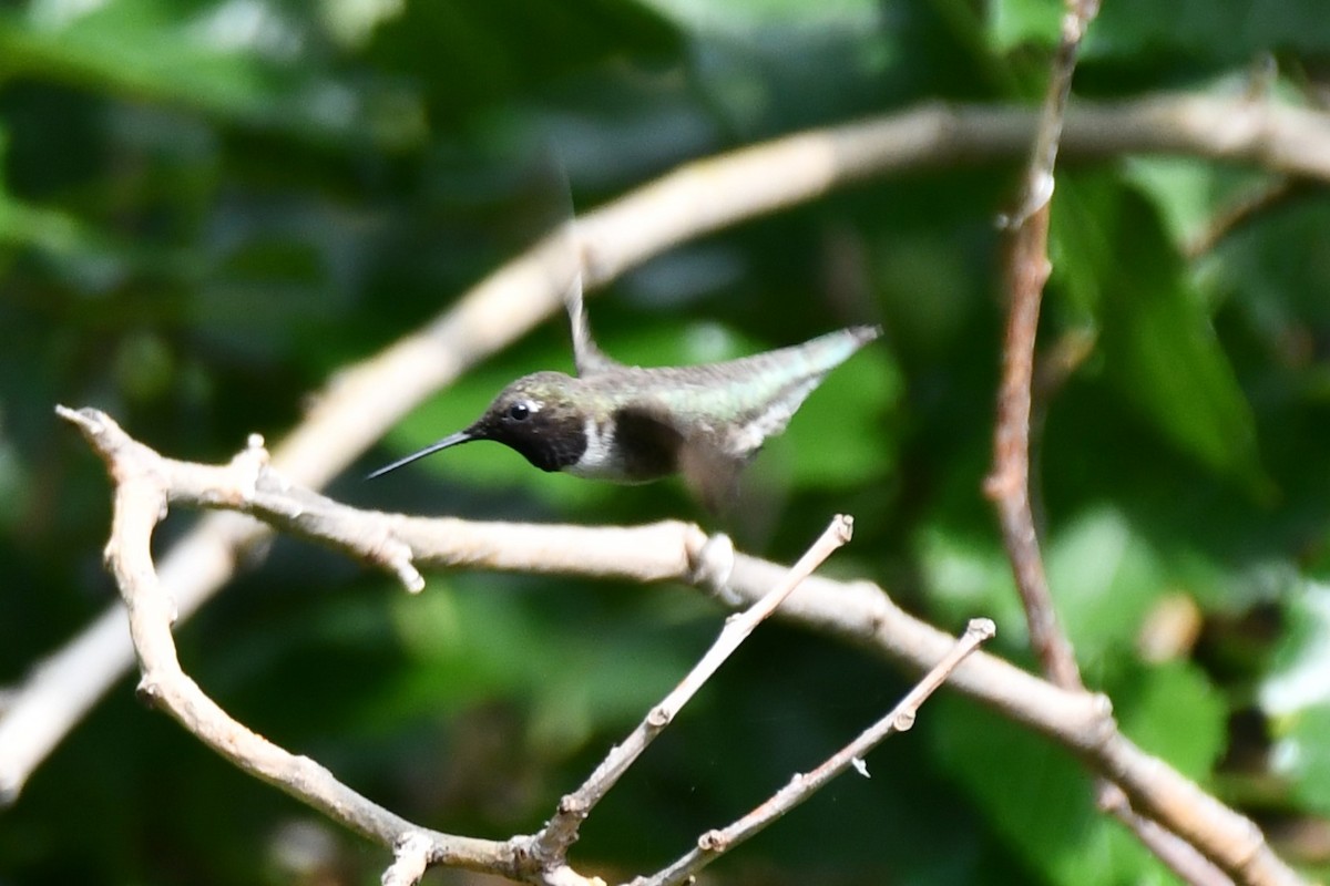 Black-chinned Hummingbird - ML621885835