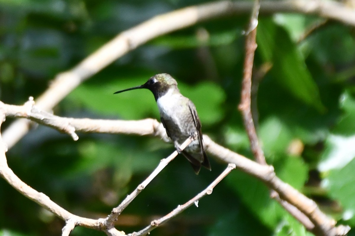 Black-chinned Hummingbird - ML621885836