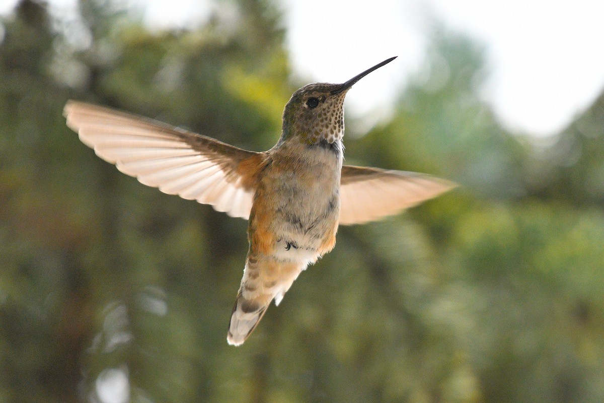 Broad-tailed Hummingbird - ML621885837