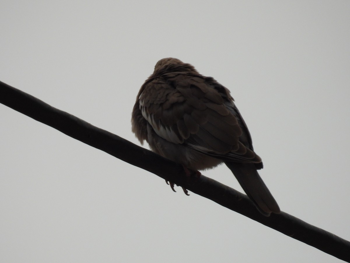 West Peruvian Dove - ML621885847