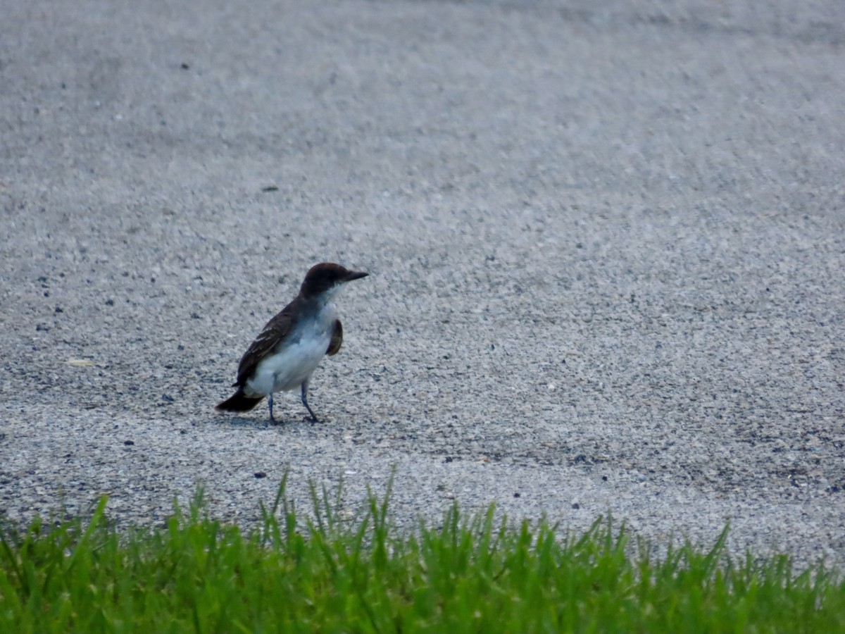 Eastern Kingbird - ML621885848