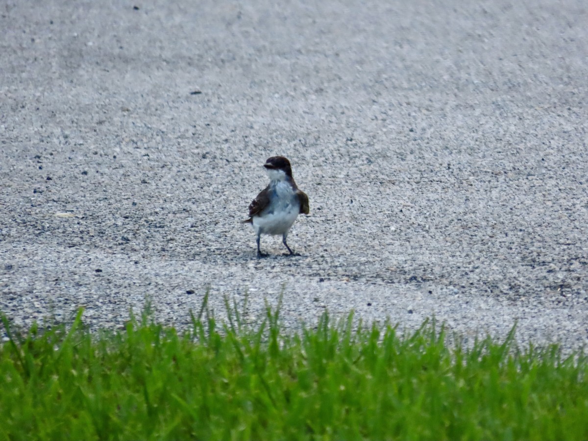 Eastern Kingbird - ML621885849