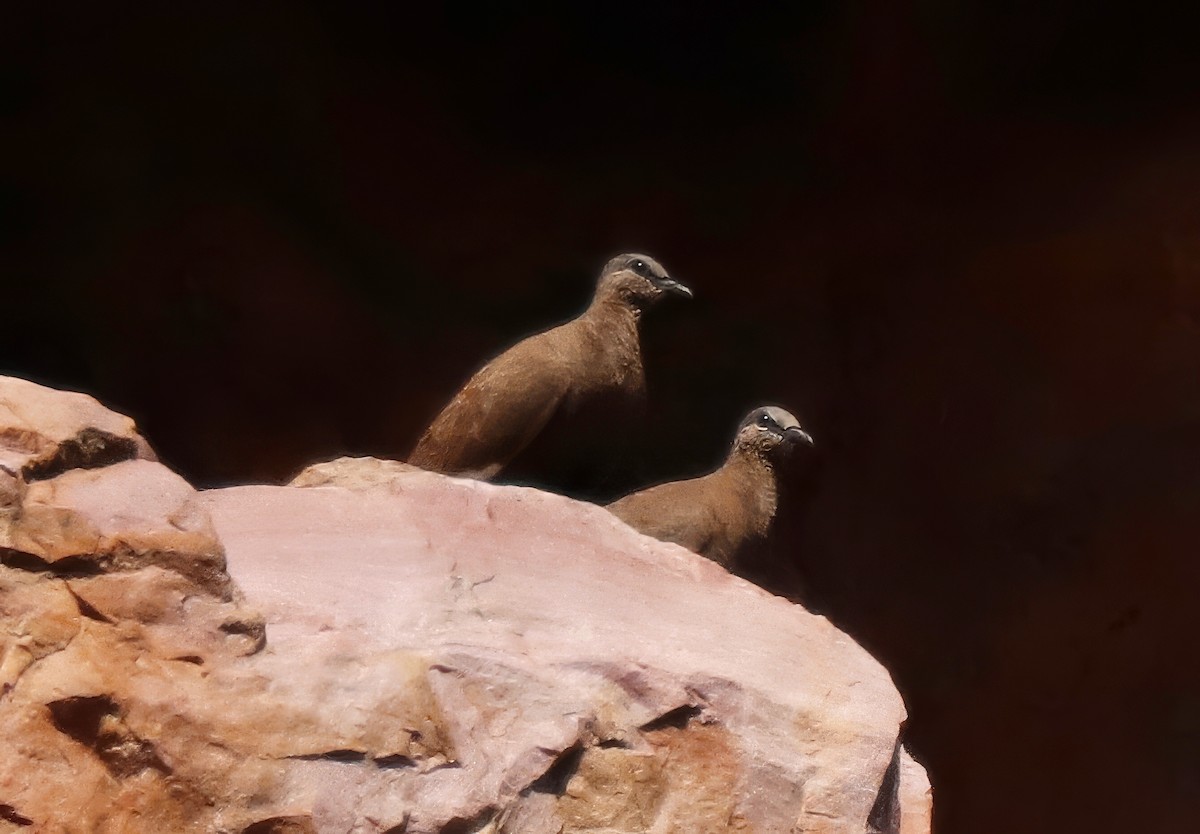 White-quilled Rock-Pigeon - ML621885862