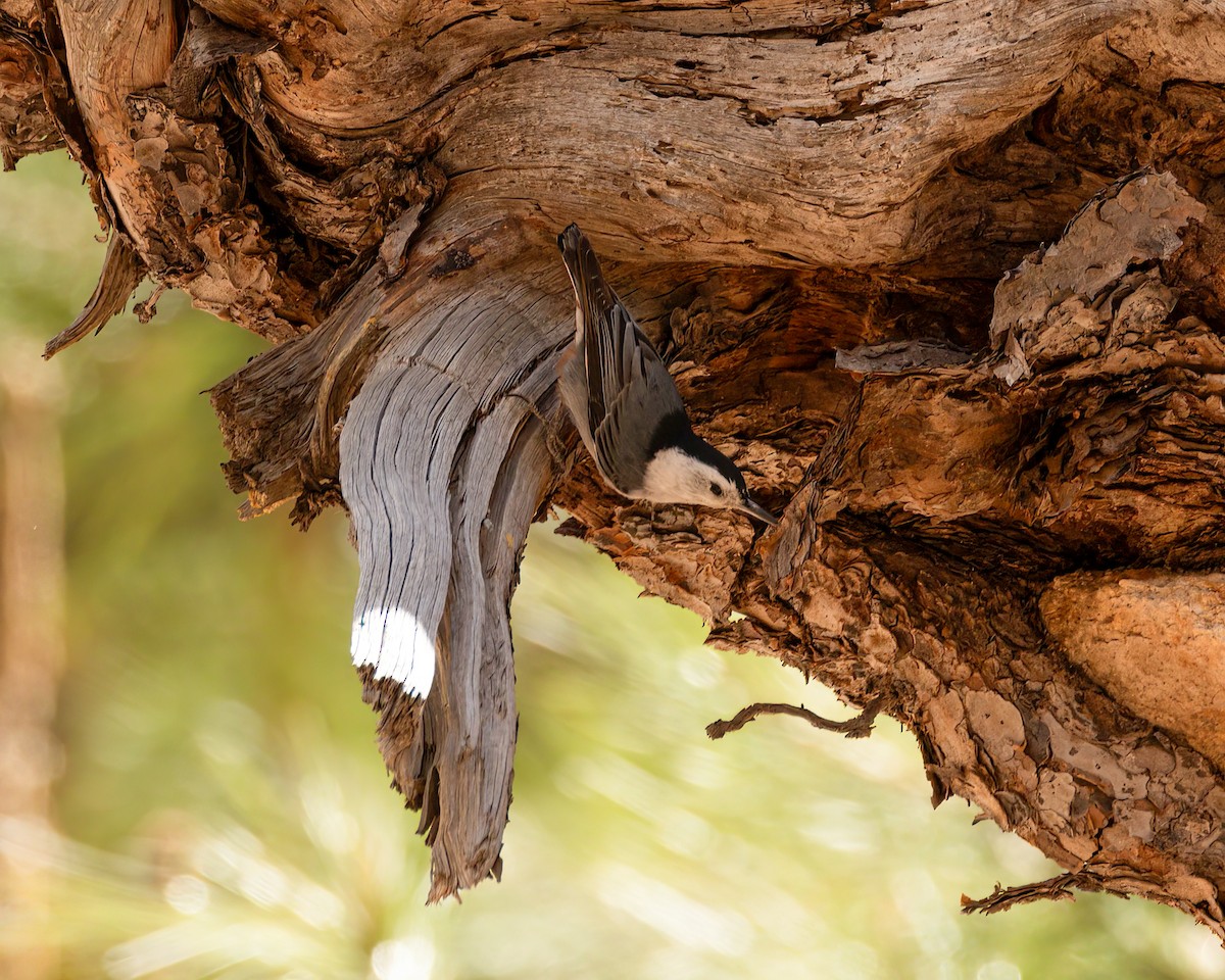 White-breasted Nuthatch (Interior West) - ML621885863