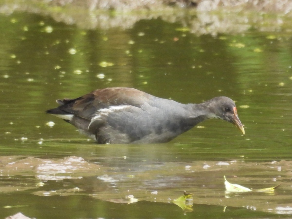 Common Gallinule - ML621885864