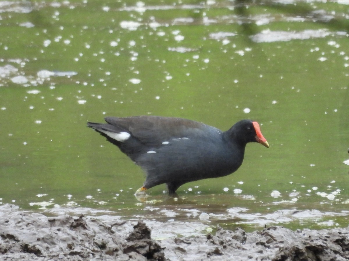 Common Gallinule - ML621885865