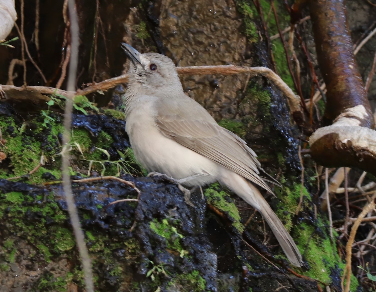 Gray Shrikethrush - ML621885867