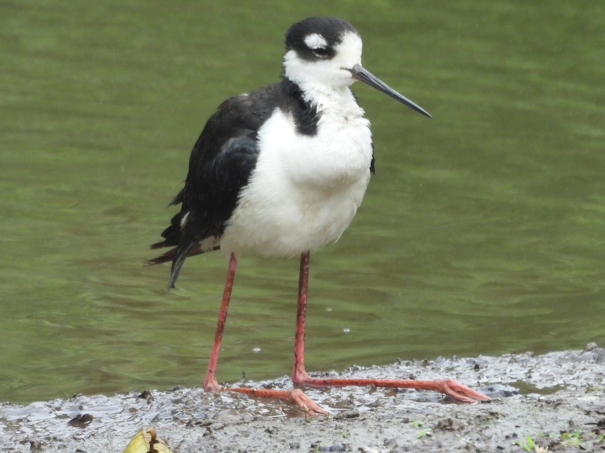 Black-necked Stilt - ML621885868