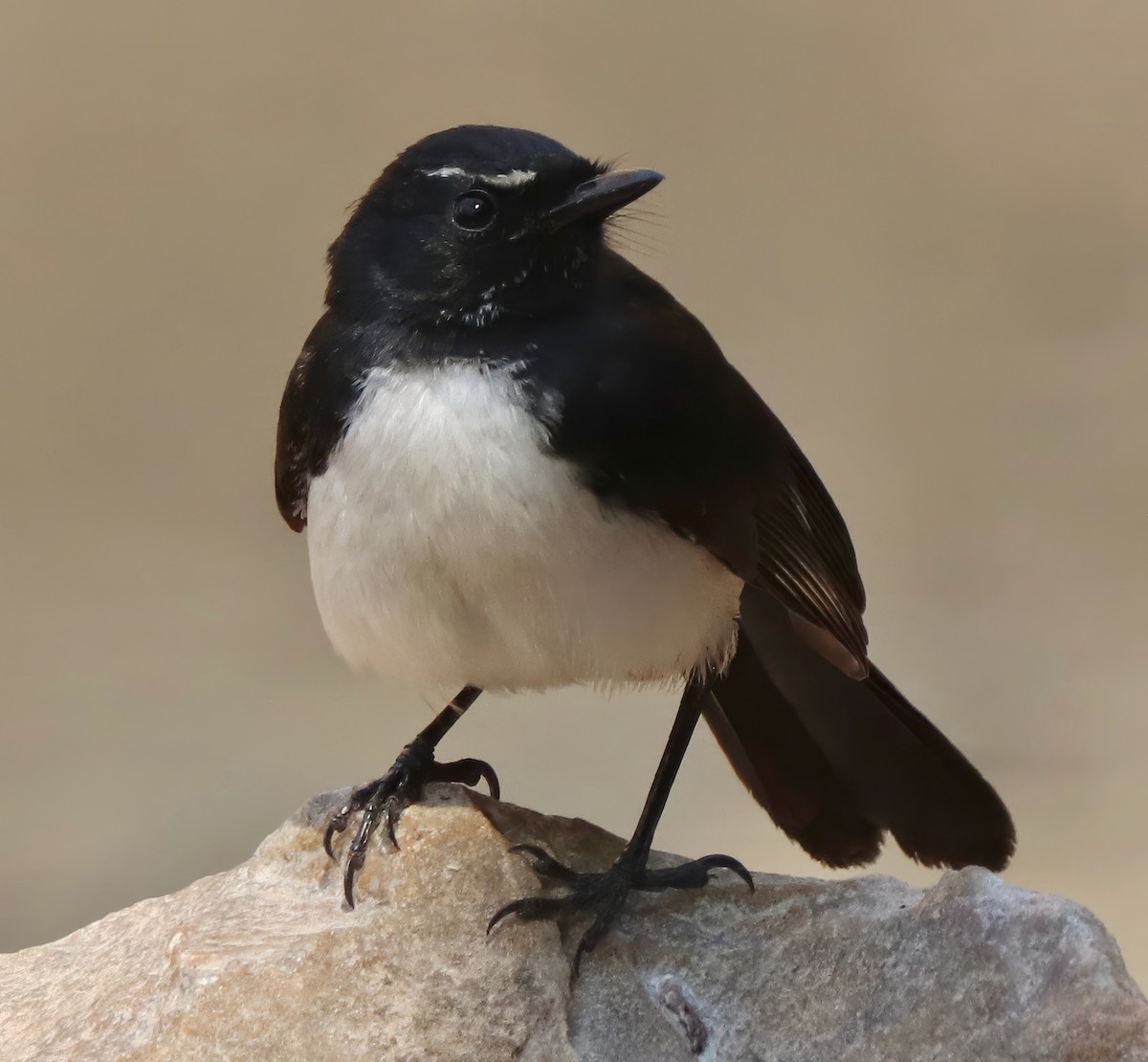 Willie-wagtail - ML621885870