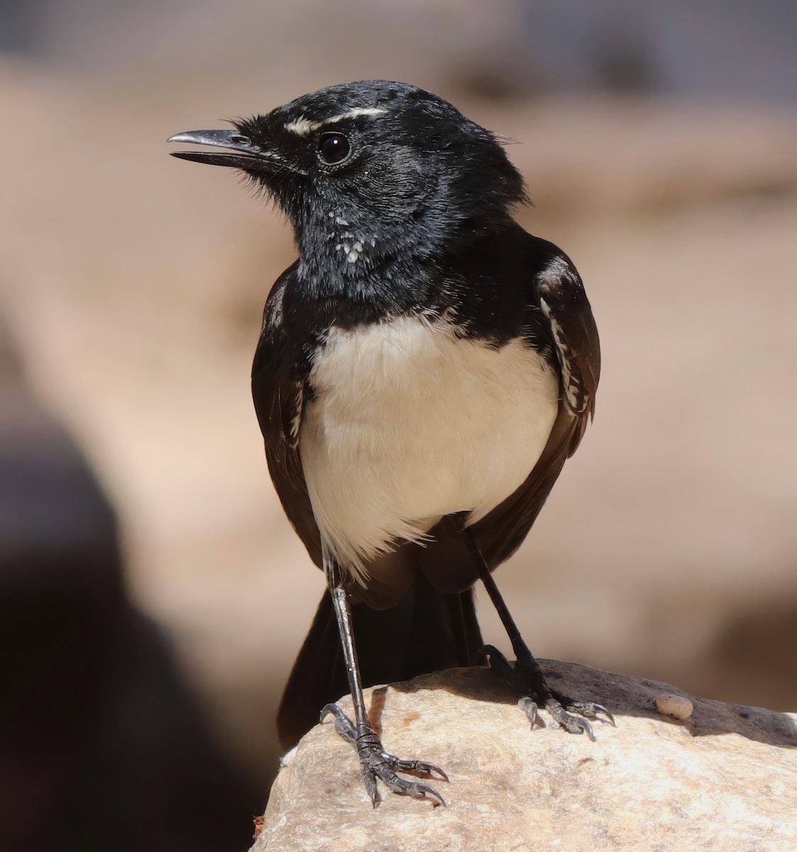Willie-wagtail - ML621885871