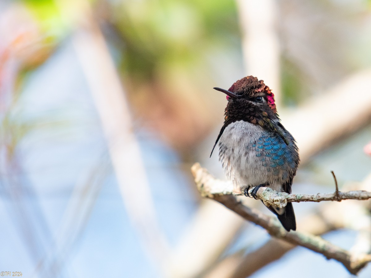 Bee Hummingbird - ML621885874