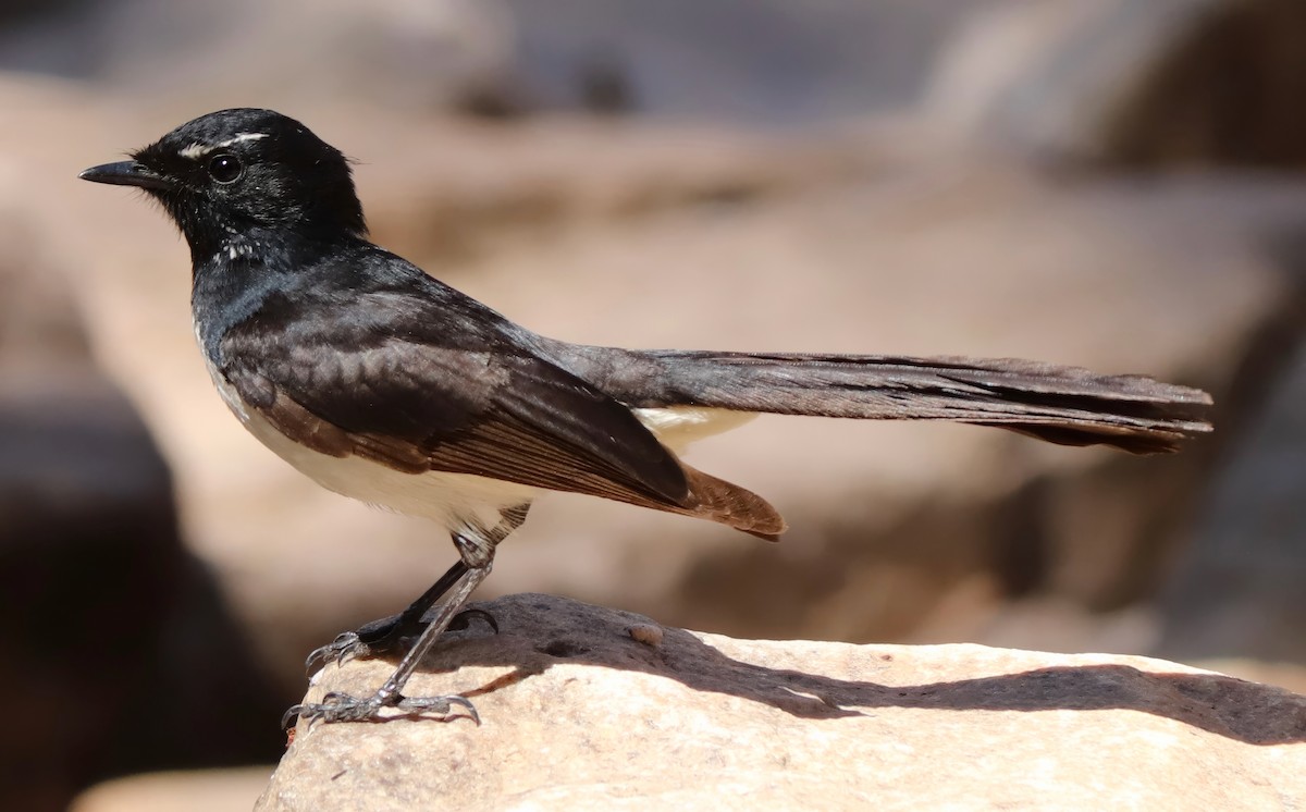 Willie-wagtail - ML621885875