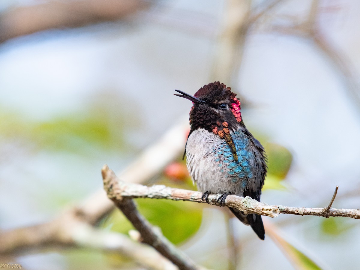 Bee Hummingbird - ML621885876