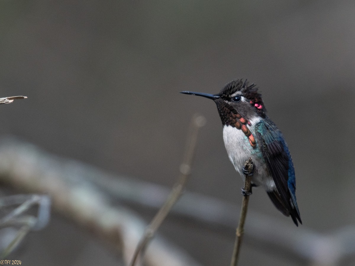 Bee Hummingbird - ML621885877