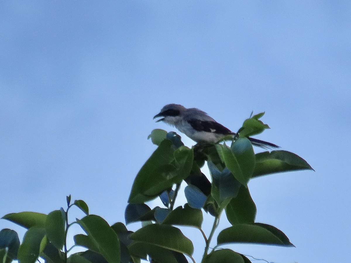 Loggerhead Shrike - ML621885878