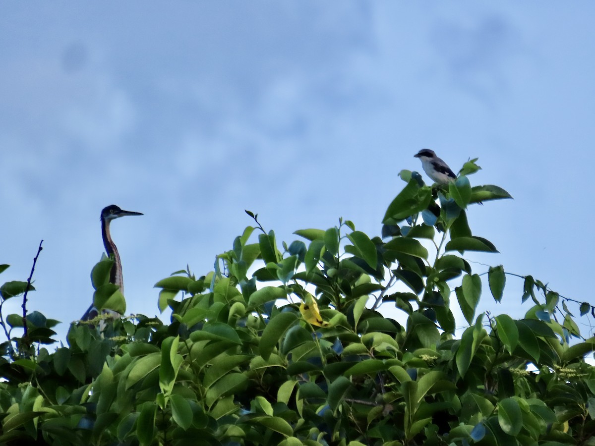 Loggerhead Shrike - ML621885880