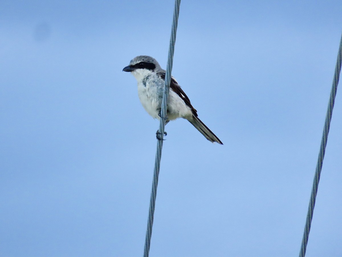 Loggerhead Shrike - ML621885881