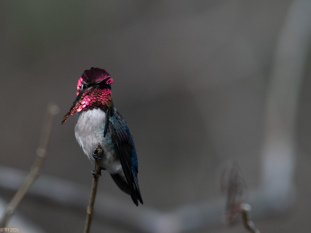 Bee Hummingbird - ML621885882