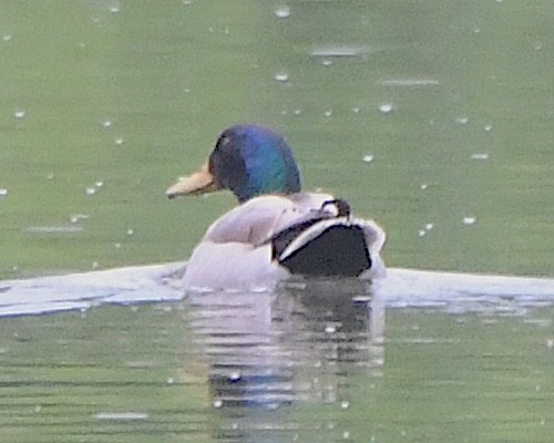 Mallard - ML621885883