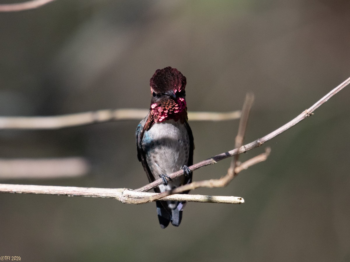 Colibrí Zunzuncito - ML621885887