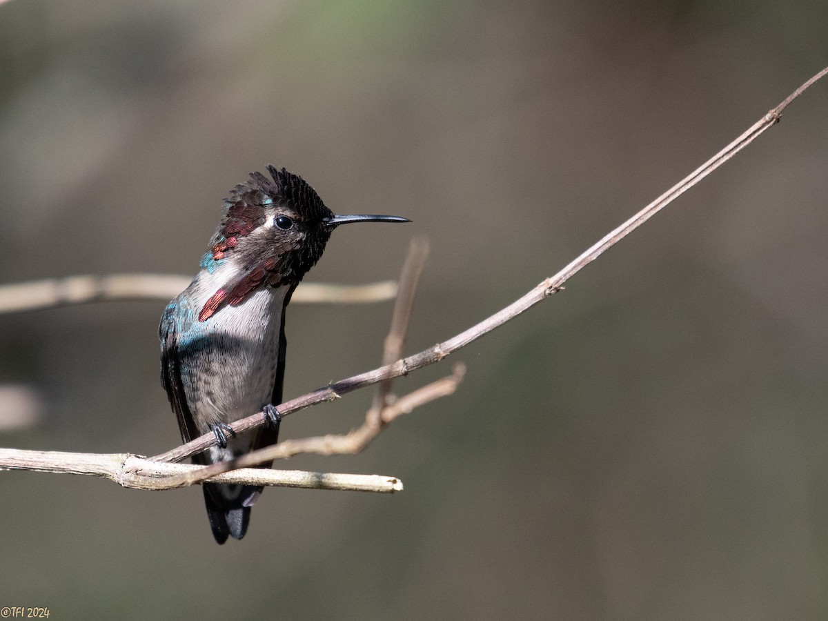 Colibrí Zunzuncito - ML621885888