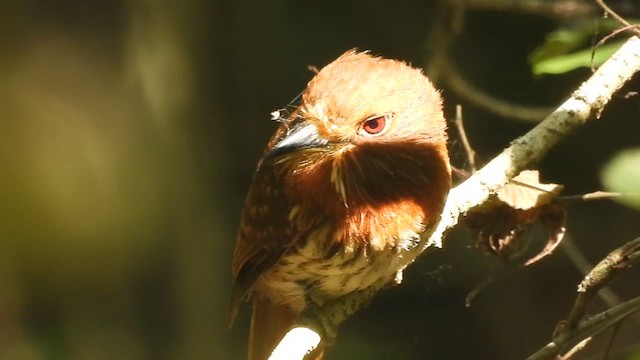 White-whiskered Puffbird - ML621885889