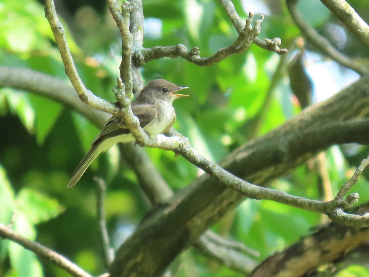 Eastern Phoebe - ML621885890