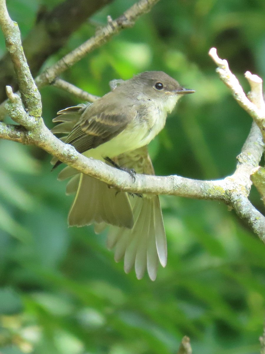 Eastern Phoebe - ML621885892