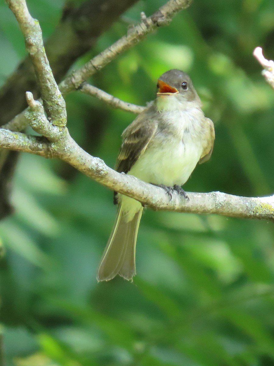 Eastern Phoebe - ML621885893