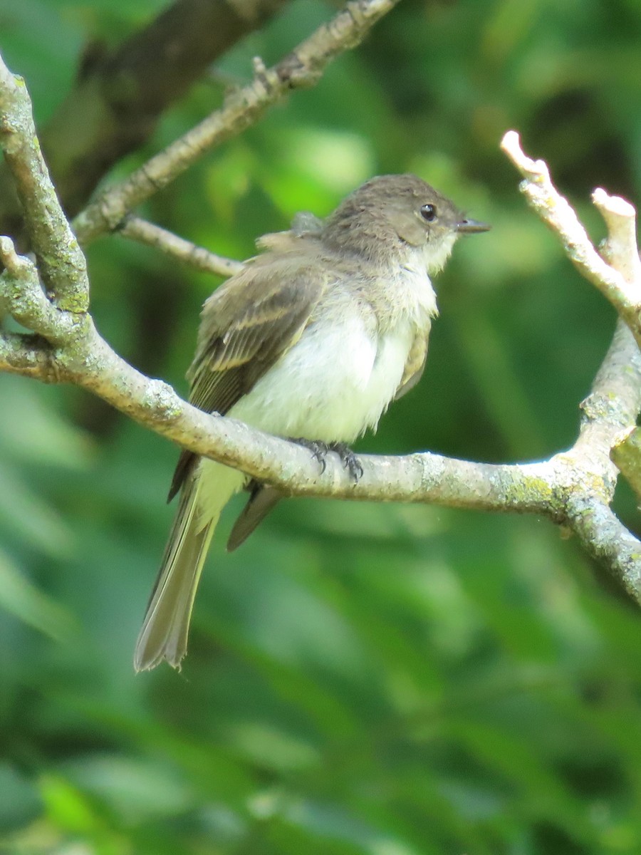 Eastern Phoebe - ML621885894