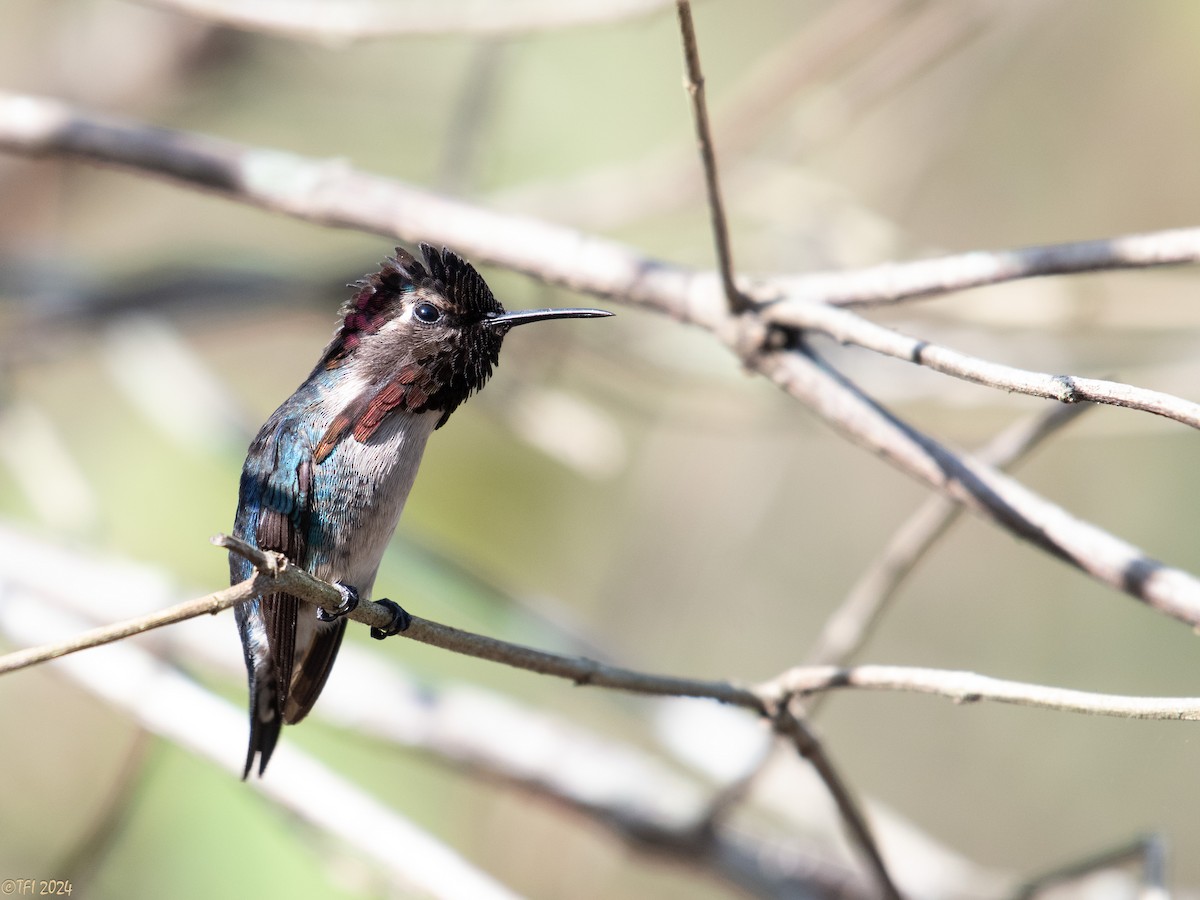 Colibrí Zunzuncito - ML621885895