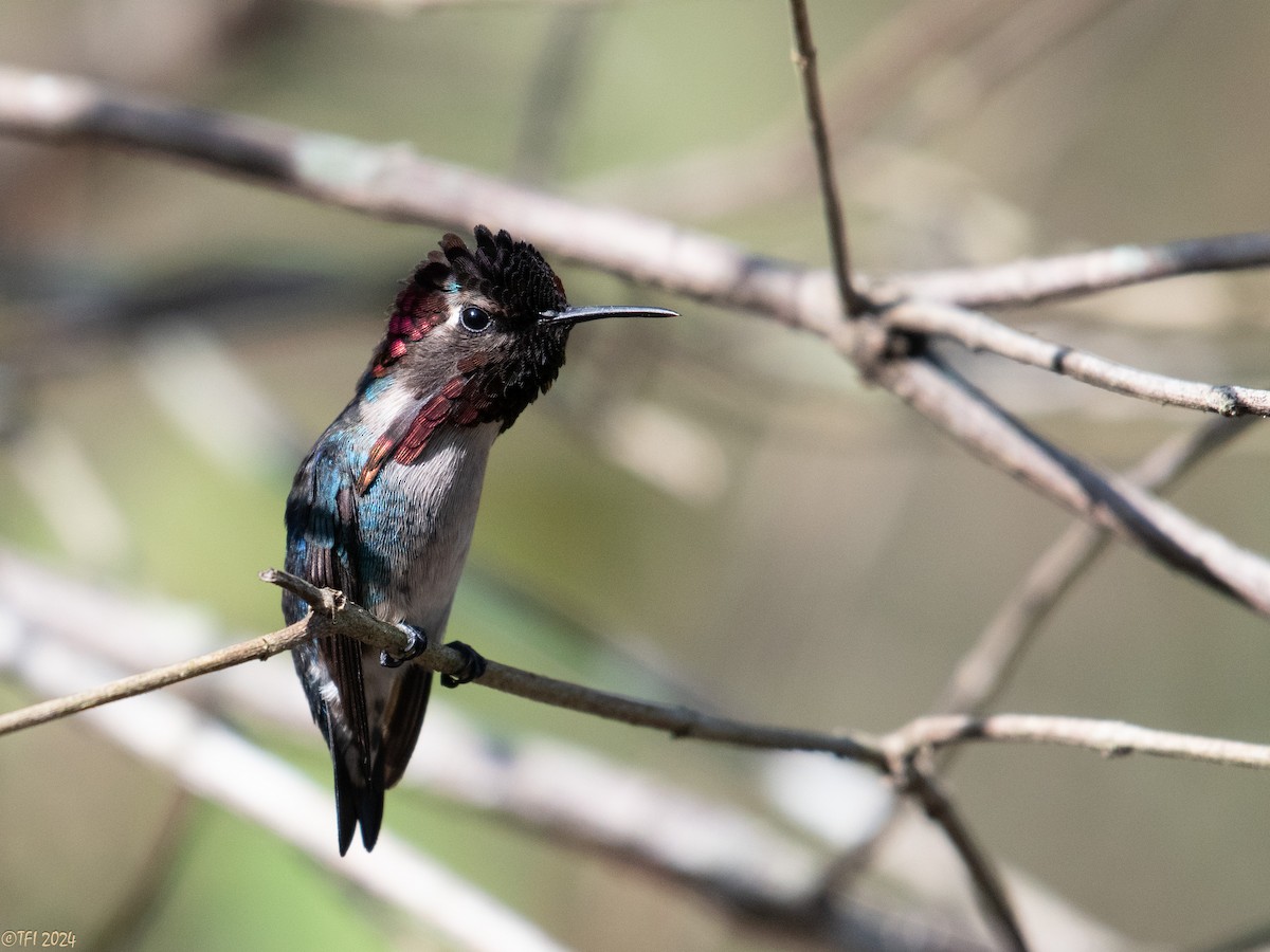 Bee Hummingbird - ML621885897