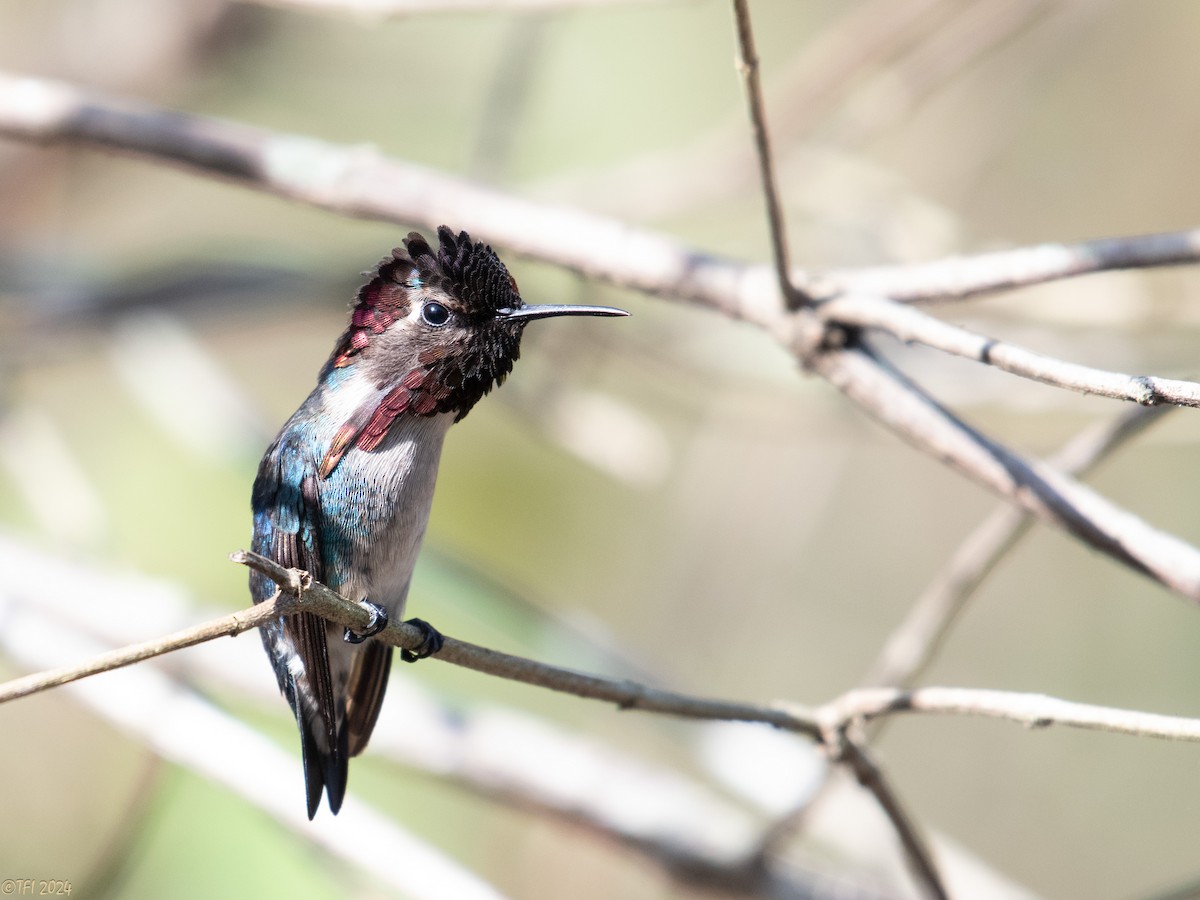 Bee Hummingbird - T I