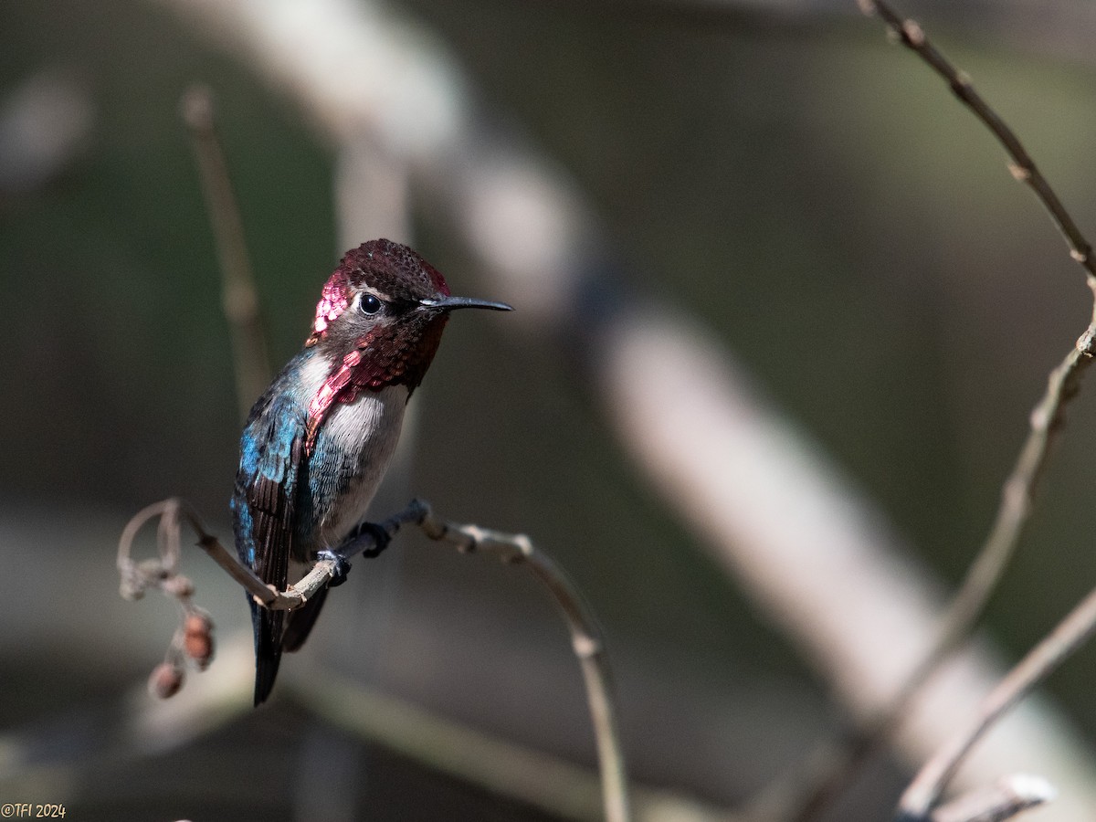 Colibrí Zunzuncito - ML621885900