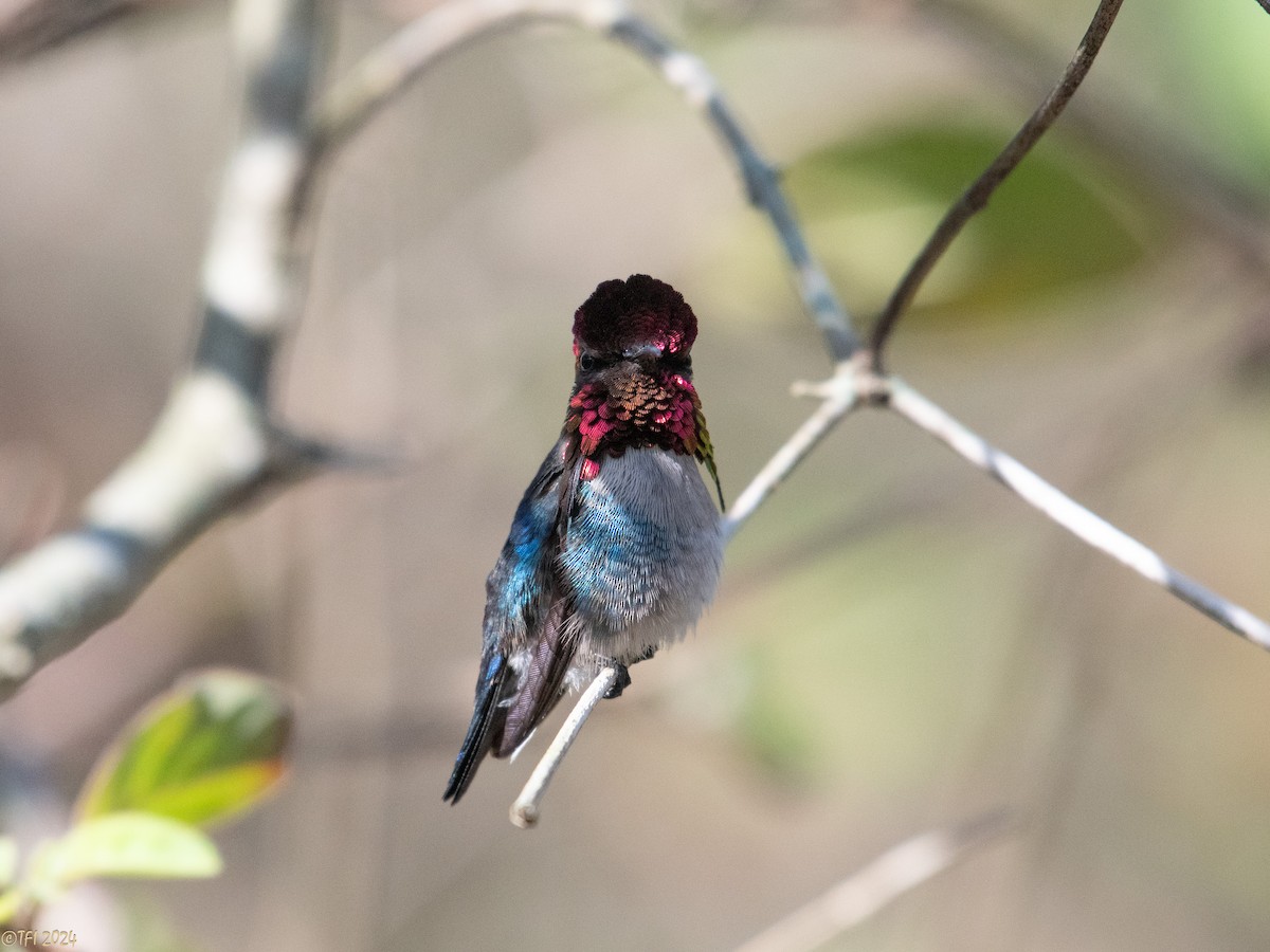 Bee Hummingbird - ML621885902