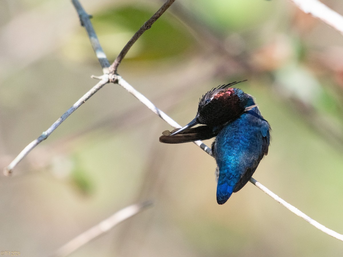 Bee Hummingbird - ML621885905