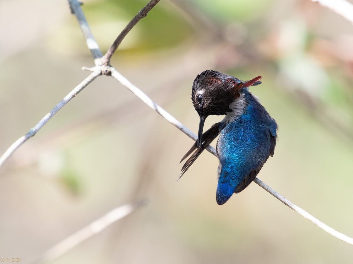 Bee Hummingbird - T I