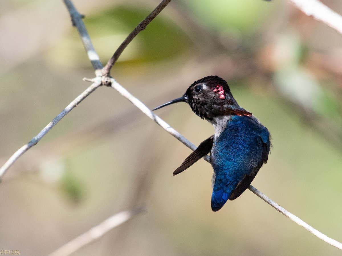 Bee Hummingbird - ML621885911