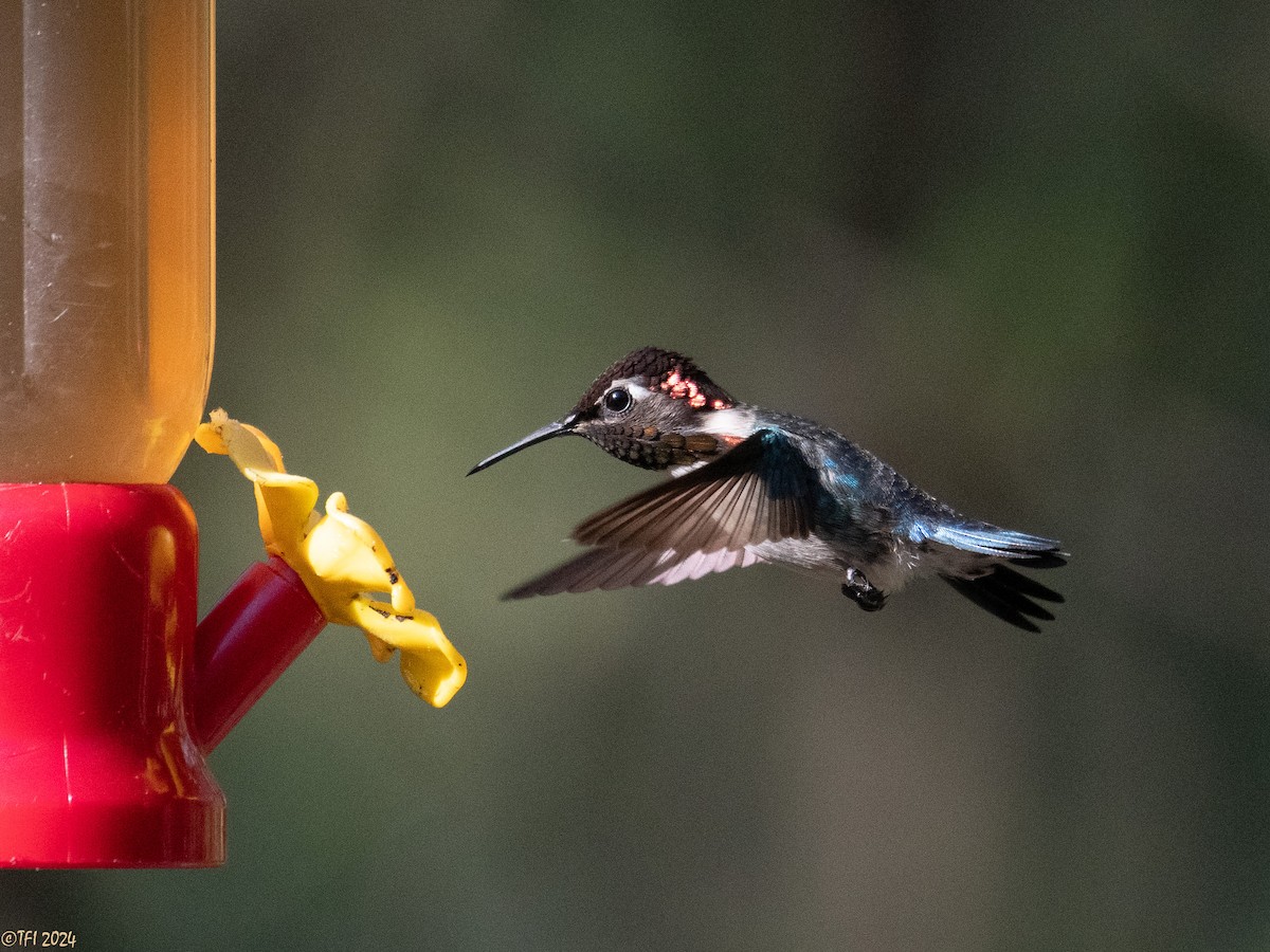 Bee Hummingbird - ML621885914