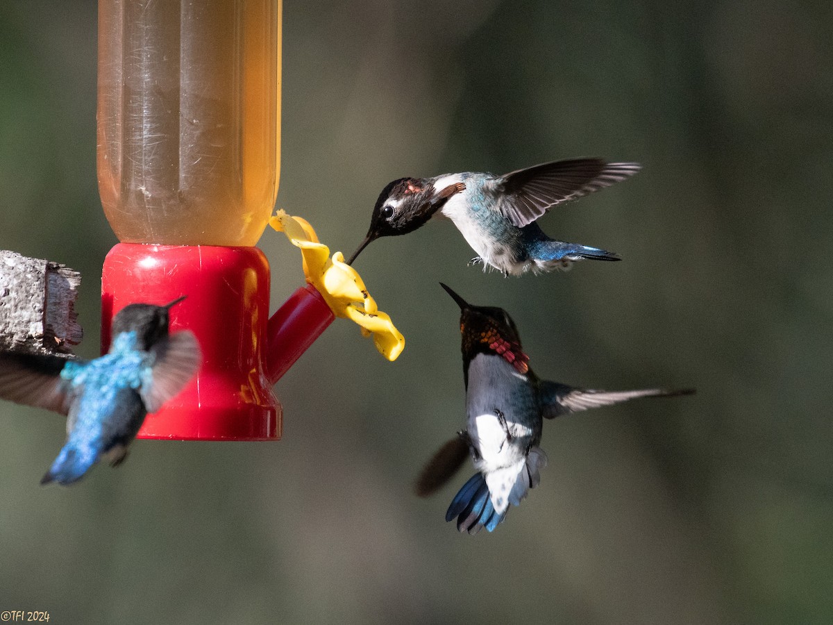 Colibrí Zunzuncito - ML621885915