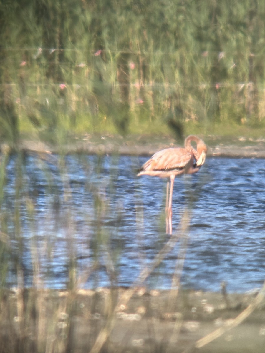 American Flamingo - ML621885917