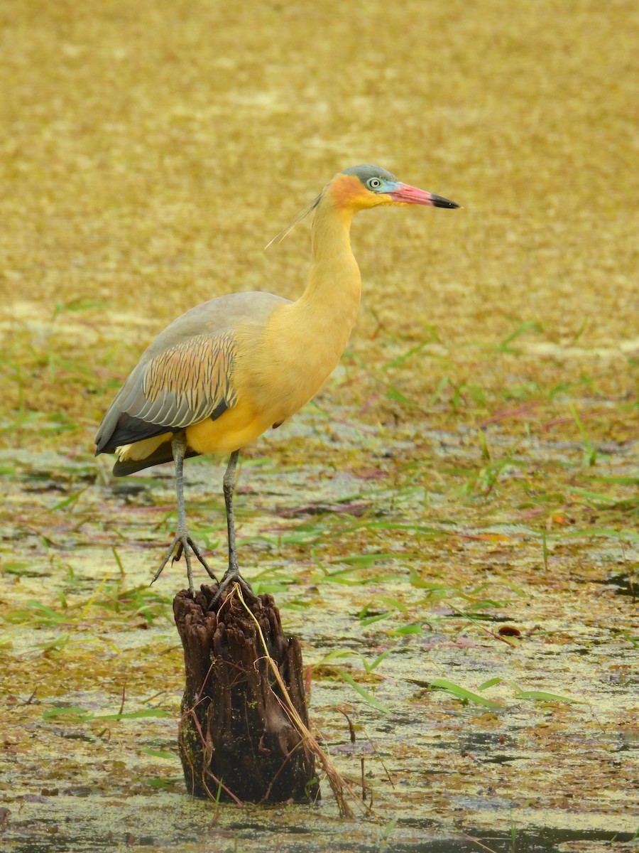 Whistling Heron - ML621885919