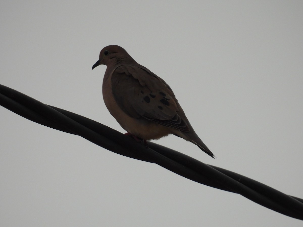 Eared Dove - ML621885921