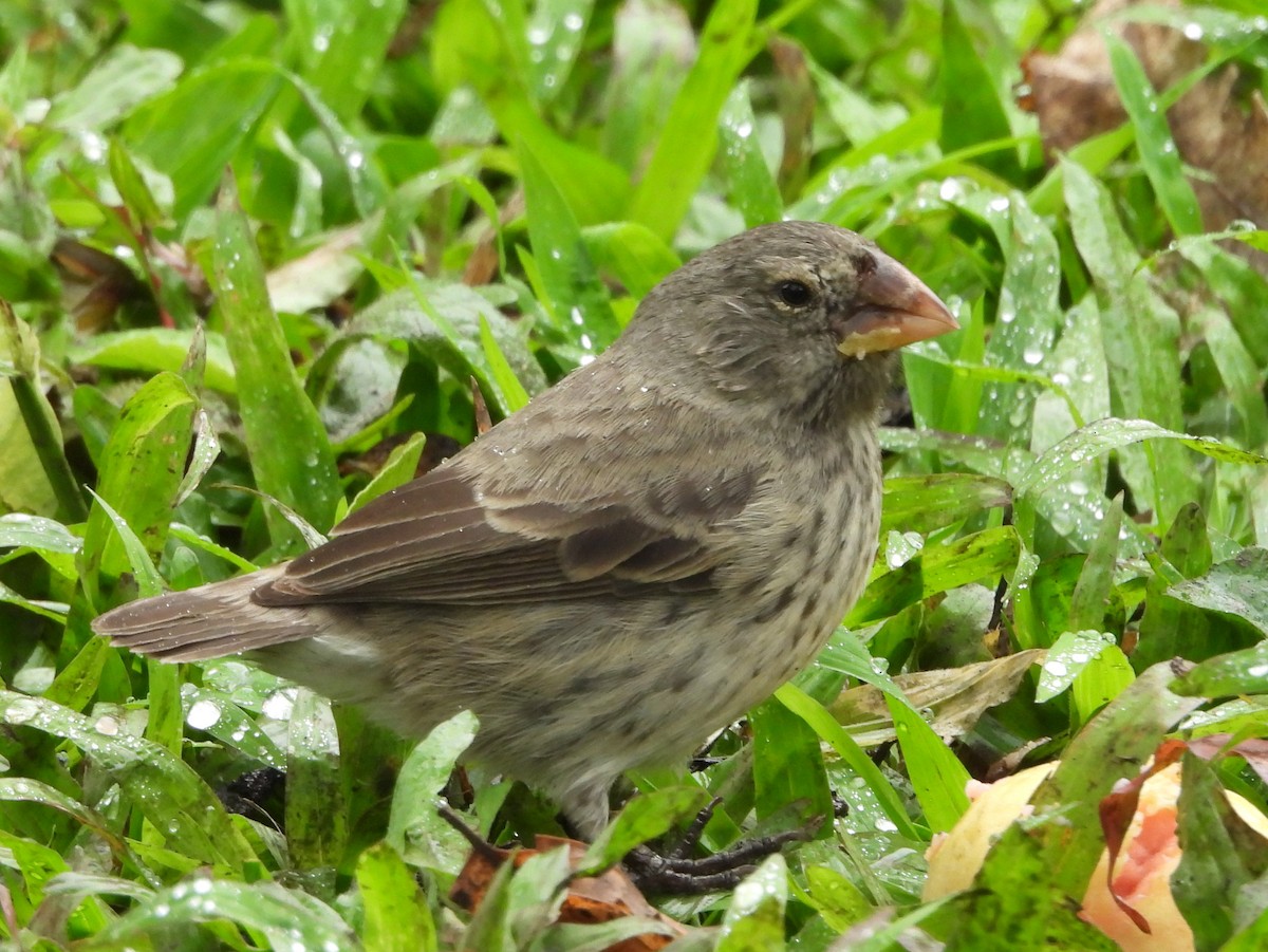 Medium Ground-Finch - ML621885923