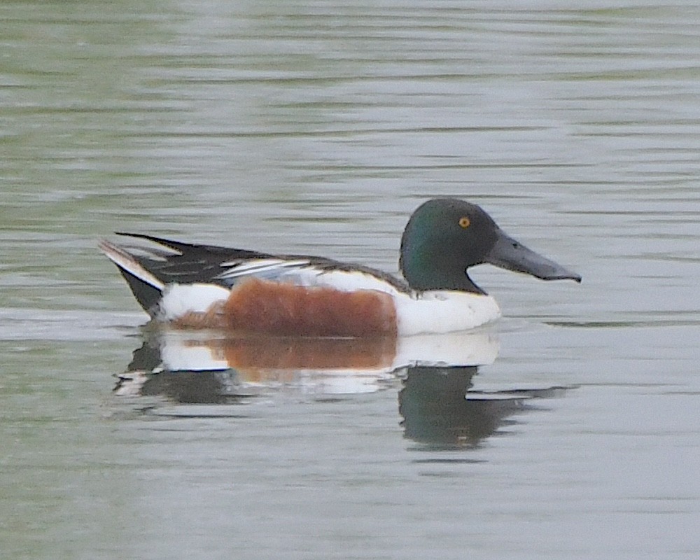 Northern Shoveler - ML621885924