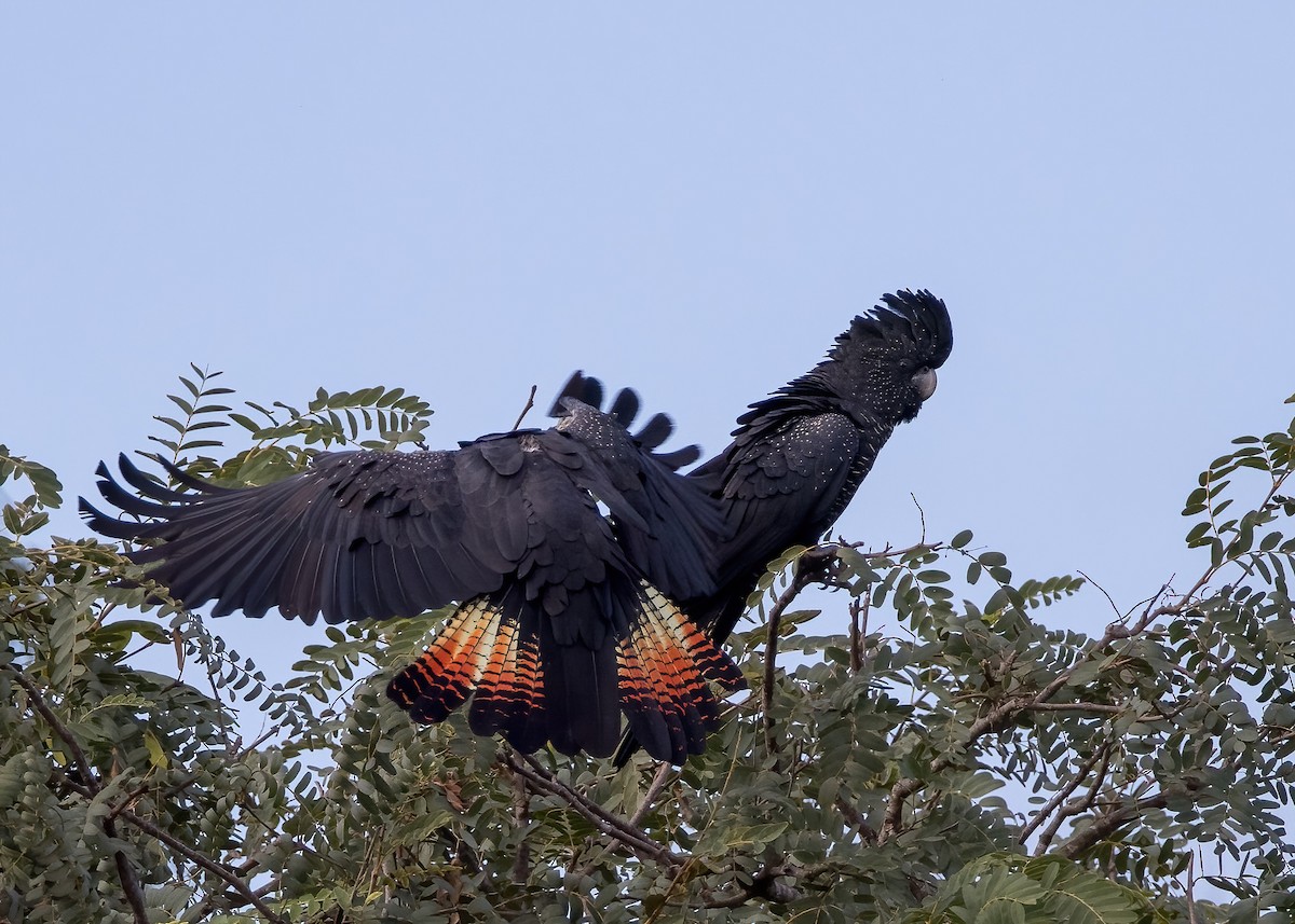 Red-tailed Black-Cockatoo - ML621885925