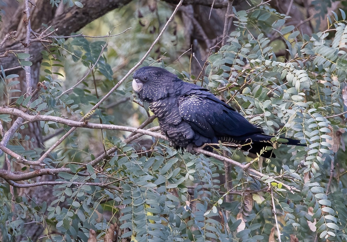 Red-tailed Black-Cockatoo - Chris Barnes