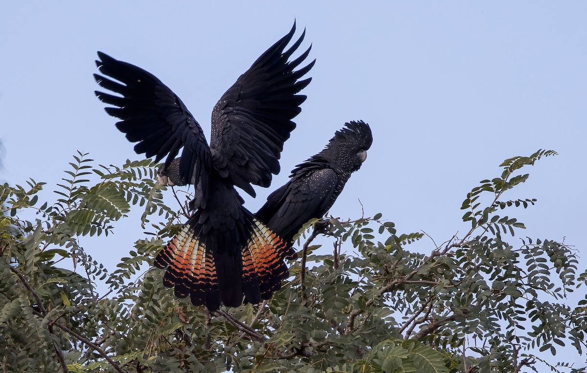 Red-tailed Black-Cockatoo - ML621885927