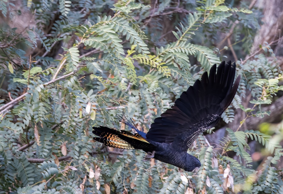 Red-tailed Black-Cockatoo - ML621885928