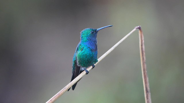 kolibřík safírovohrdlý - ML621885929